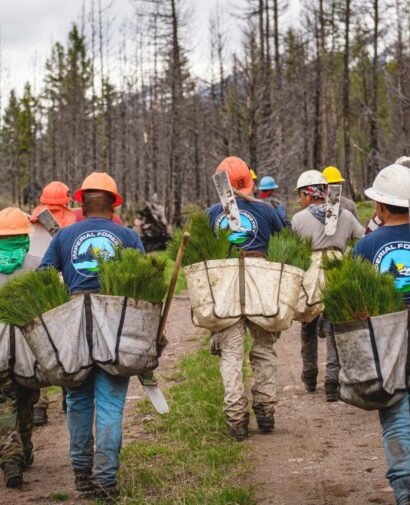 reforestation-lolo-national-forest reforestation-lolo-national-forest