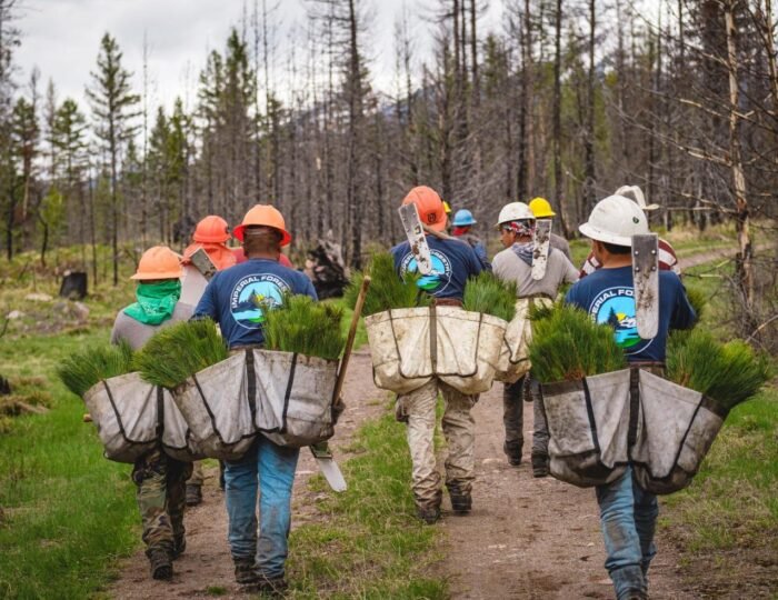 reforestation-lolo-national-forest