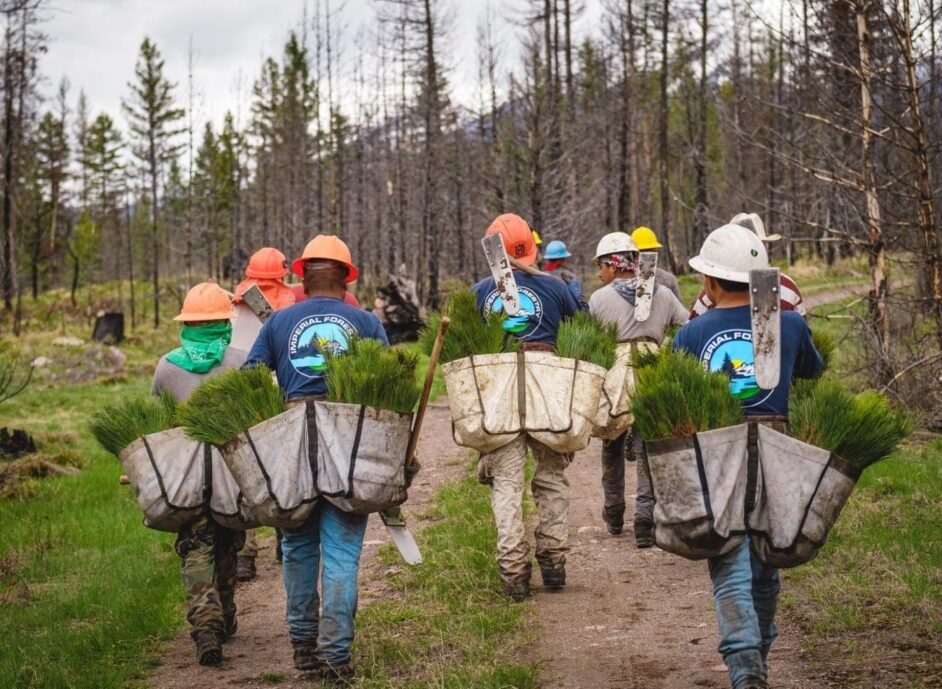 reforestation-lolo-national-forest